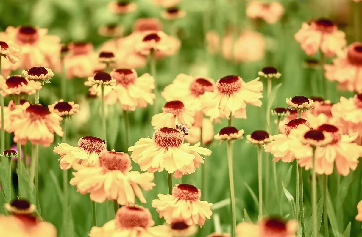 flowers, yellow, nature, blossom, bloom, beautiful flowers, flower, garden, garden flower, plans, buzzer, petals, spring